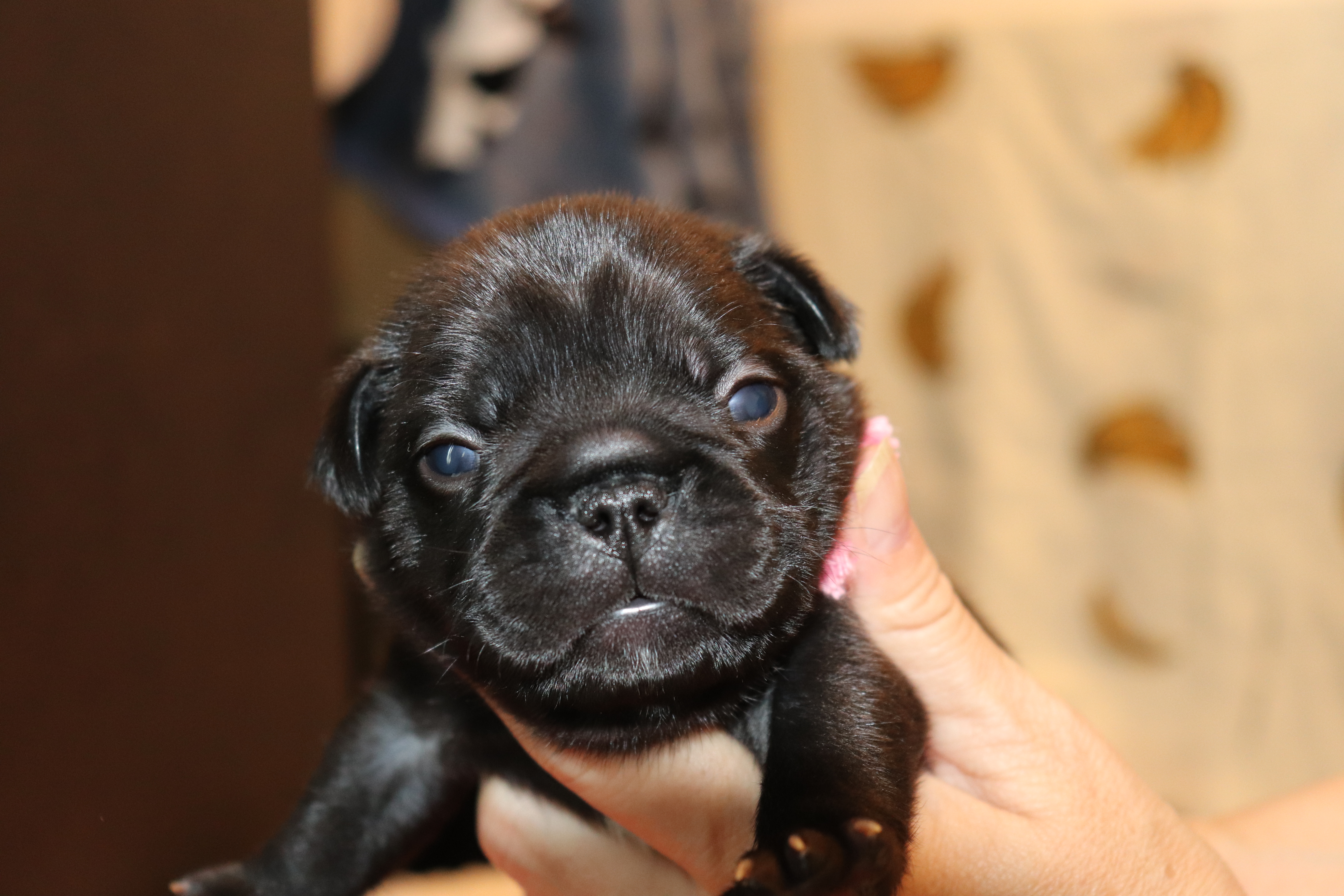 フレンチブルドッグの相場を調査