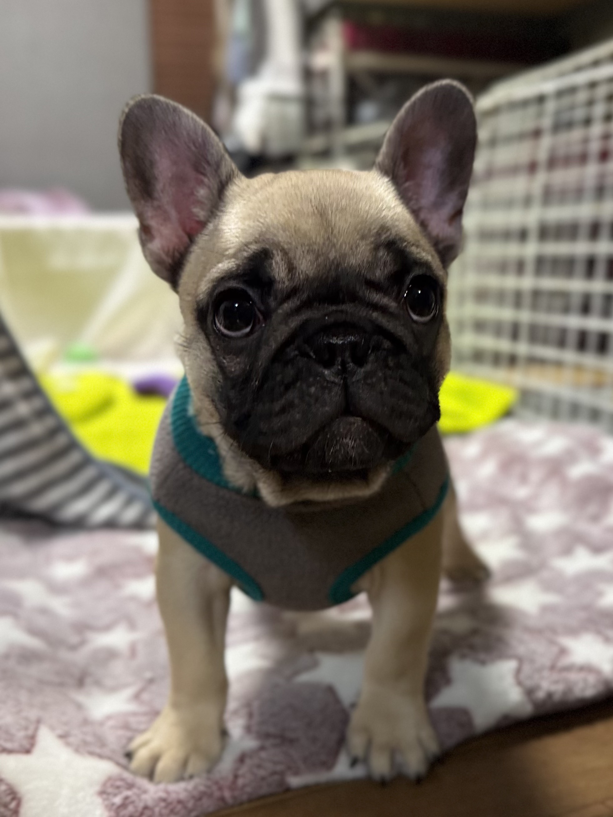 フォーンの女の子