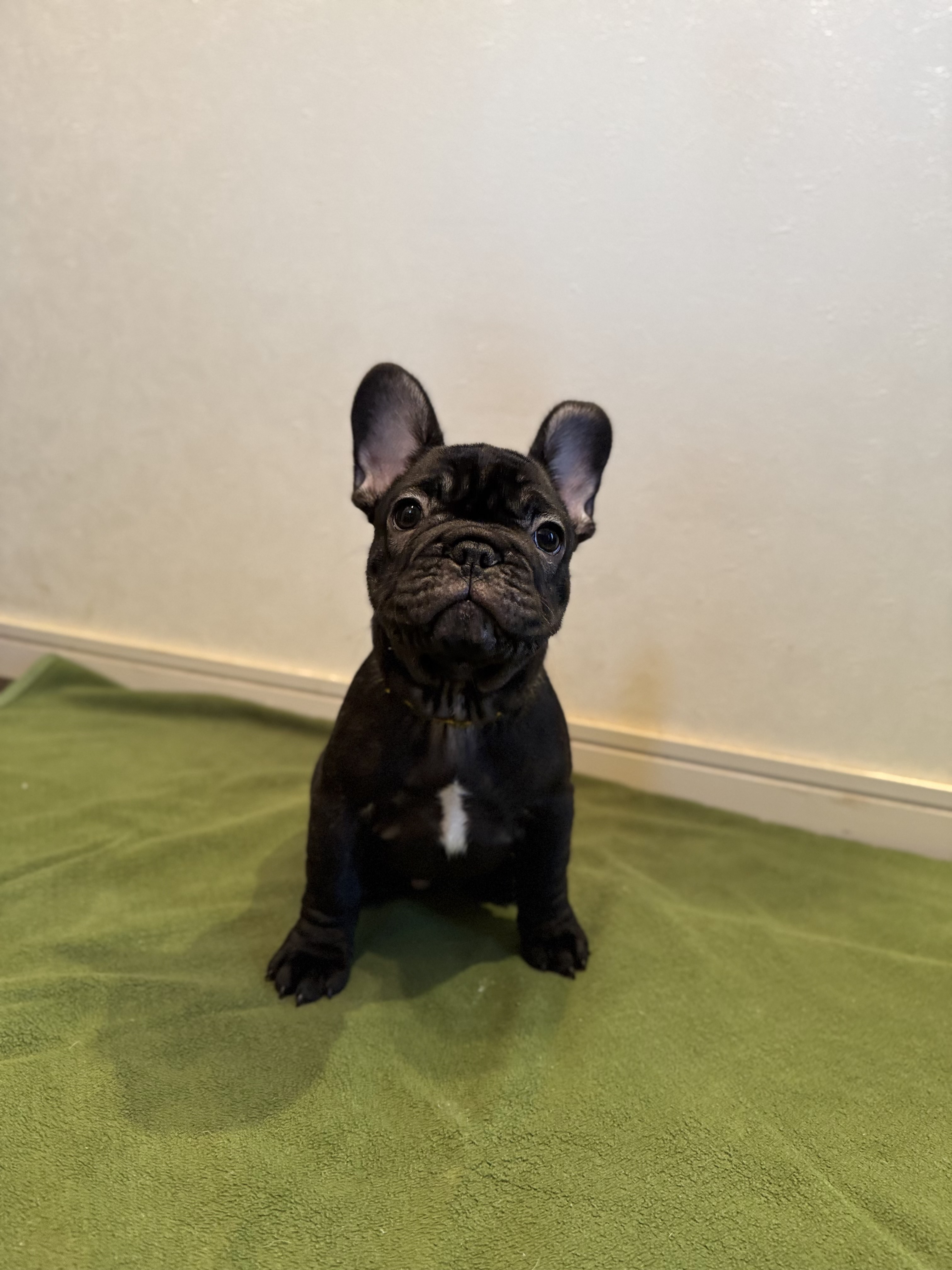 ブリンドル 男の子 ネクタイ