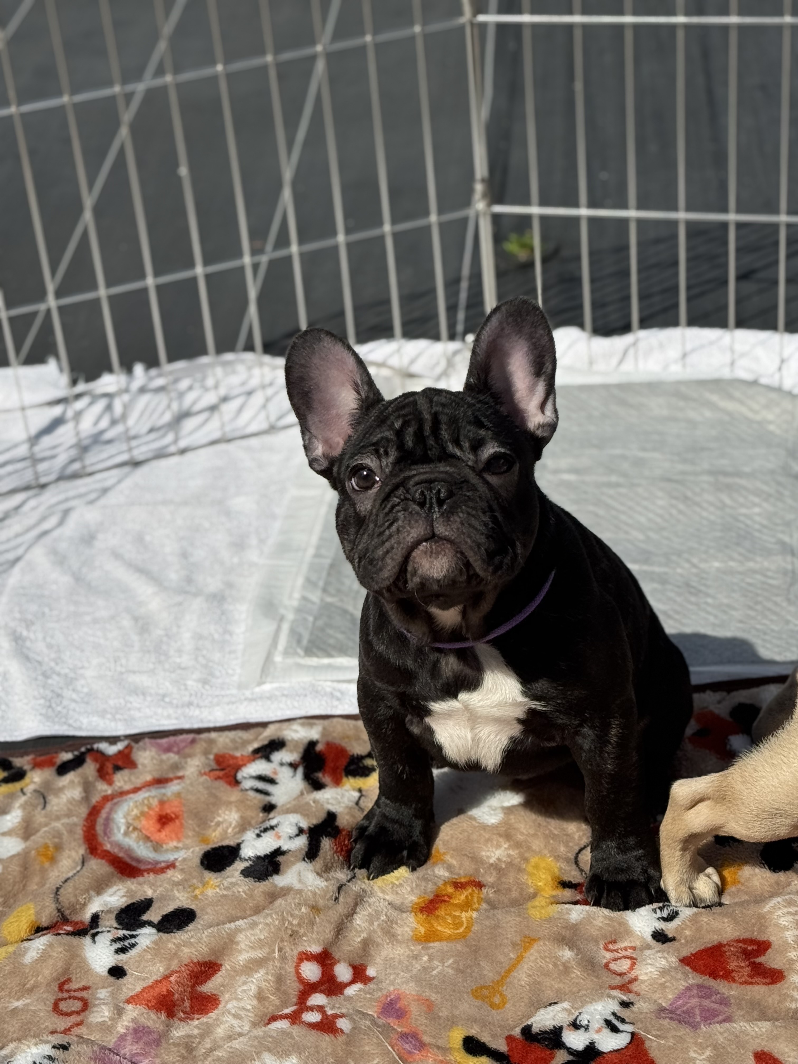 ブリンドル 男の子 エプロン